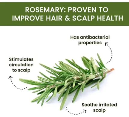 Rosemary Water Hair Spray 50 ML ( Pack Of 2 )